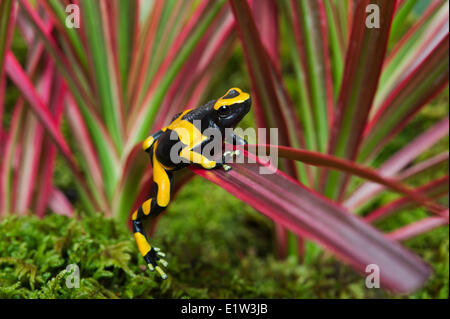 Bumblebee poison dart frog/Guyana anillados (Dendrobates leucomelas sapo dardo), nativa de Guyana, en América del Sur. Foto de stock