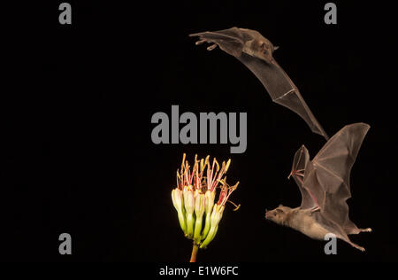 Menor de larga nariz (murciélago Leptonycteris yerbabuenae), alimentándose de Agave flor, Amado, Arizona. Este murciélago está clasificada como vulnerable.