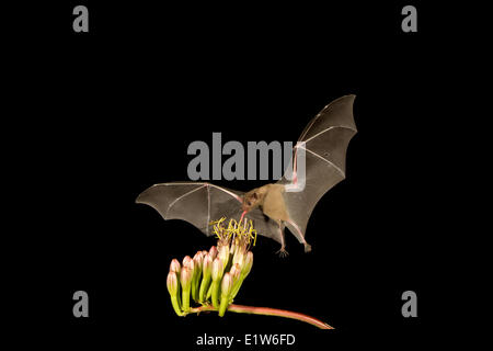 Menor de larga nariz (murciélago Leptonycteris yerbabuenae), alimentándose de Agave flor, Amado, Arizona. Este murciélago está clasificada como vulnerable.