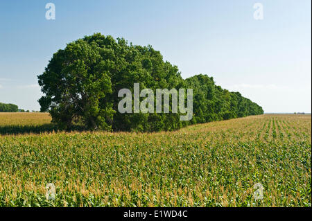 El grano de maíz (maíz) piensos campo con shelterbelt en segundo plano, cerca de Niverville , Manitoba, Canadá Foto de stock