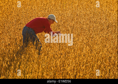 Un agricultor comprueba la madurez de las vainas de soja en un campo , cerca de Lorette, Manitoba, Canadá Foto de stock