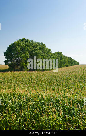 El grano de maíz/piensos campo de maíz con shelterbelt en segundo plano, cerca de Niverville , Manitoba, Canadá Foto de stock