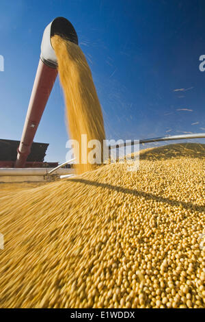 Los sinfines de una cosechadora de soja en una granja camión durante la cosecha, cerca de Lorette, Manitoba, Canadá Foto de stock