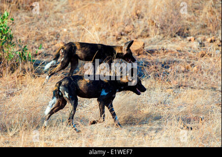 Los perros salvajes africanos (Lycaon pictus), la caza, el Parque Nacional de Samburu, Kenia, África Oriental Foto de stock