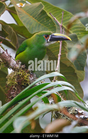 Tucancito esmeralda (Aulacorhynchus prasinus) posado en una rama en Ecuador, América del Sur.