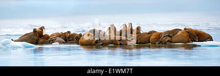 Odobenus rosmarus morsa, pacífico, dique seco sobre el hielo del mar Ártico canadiense,
