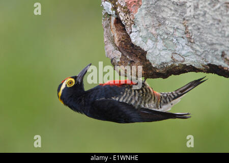Amarillo-tufted Woodpecker (Melanerpes cruentatus) posado en una rama en Ecuador, América del Sur. Foto de stock