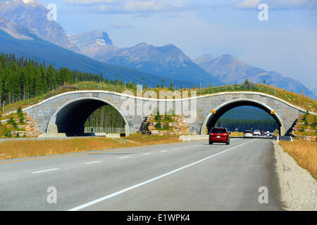Puente de Vida Silvestre de cruzar la autopista Trans-Canada, Parque Nacional de Banff, Alberta, Canadá Foto de stock