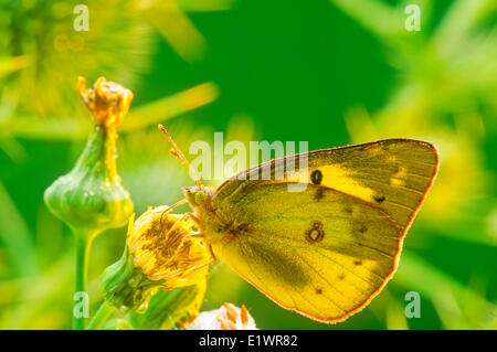 Mariposa de alfalfa, Naranja, mariposas de azufre (Colias eurytheme), ventral ver