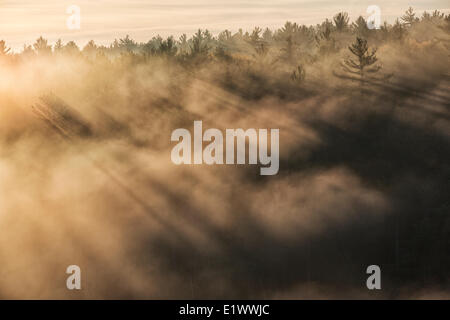 El sol brilla a través de la niebla de levantamiento de las profundidades del cañón Barron en Algonquin Park, Ontario Foto de stock