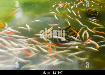 Hermosos peces koi nadando en pong en un pequeño río, estanque rodeado