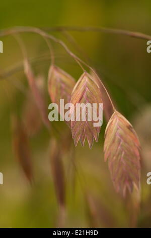 Mar del Norte avena - Chasmanthium latifolium Foto de stock