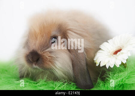 Poco gracioso conejo con flor sobre el césped