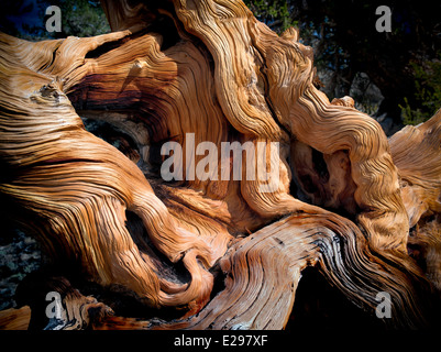 Las nudosas raíces descubiertas de pino bristlecone. Antiguo bosque de pinos bristlecone, Inyo County, California