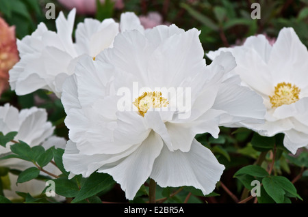 De peonía blanca grande - Paeonia suffruticosa 'Renkaku'