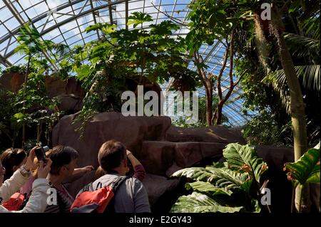 Francia Paris Paris Zoological Park (zoo de Vincennes) Visitantes admirando la guacamaya roja (Ara macao) en Guyana biozona bajo Grande Serre (Invernadero)