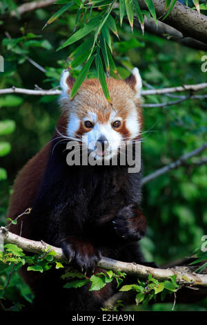 Western panda rojo (Ailurus fulgens fulgens), adulto, en un árbol, Asia Foto de stock