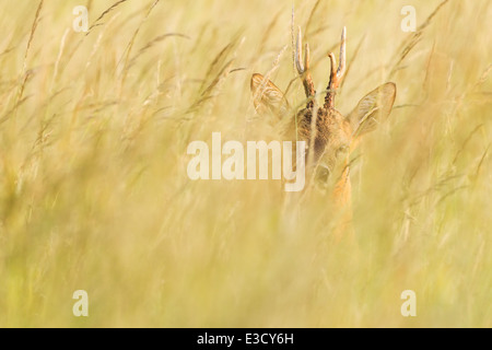 Corzo escondido en la hierba de una pradera verano inglés tradicional al atardecer durante la rutina anual de ciervo, Norfolk, Inglaterra Foto de stock