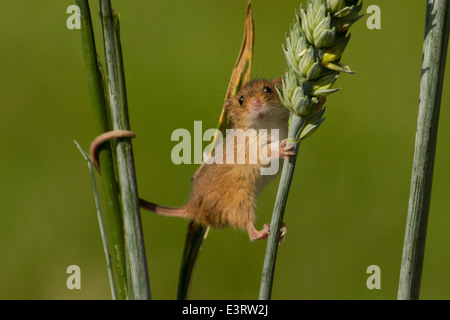 La cosecha europea de ratón (Micromys minutus) Foto de stock