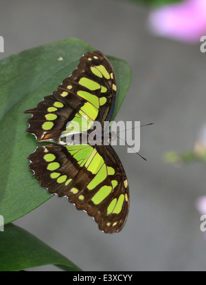 Butterfly (Siproeta stelenes Malaquita) posando sobre una hoja, alas abiertas Foto de stock