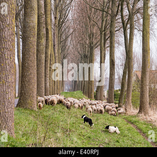 Perros de pastor pastoreando un rebaño de ovejas cerca al canal de Damme en zonas rurales de Flandes en Bélgica