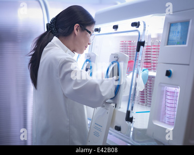 Scientist haciendo el cultivo bacteriano en agar dentro de estaciones de trabajo de laboratorio