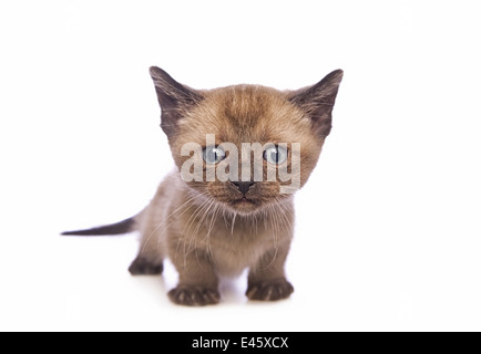 Lindo gatito Munchkin con cabeza grande aislado sobre fondo blanco.