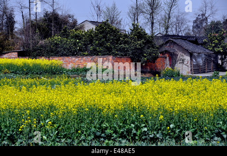 PENGZHOU, CHINA: colza amarillas flores y una granja de la provincia de Sichuan