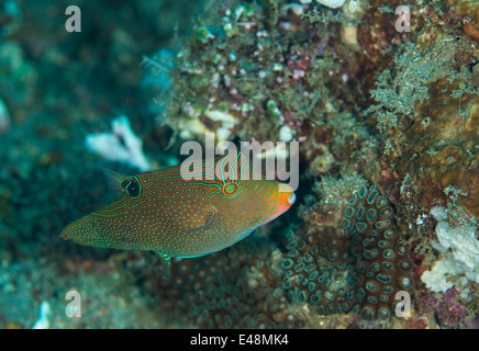 Falso ojo pufferfish en un coral