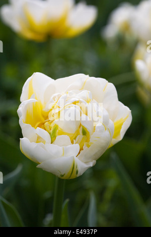 Tulipa "Flaming Evita'. Doble tulip temprana. Foto de stock