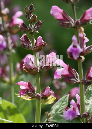 Común - SALVIA Salvia officinalis Foto de stock