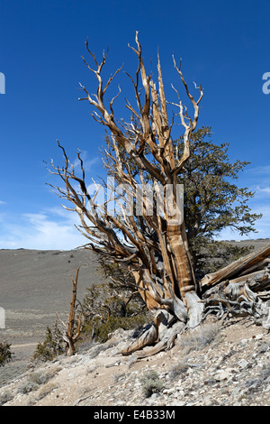 Los pinos bristlecone Pine Tree en el antiguo bosque de pinos bristlecone en la parte oriental de las Montañas Blancas de California.