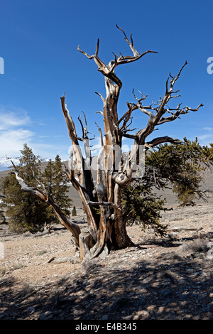 Los pinos bristlecone Pine Tree en el antiguo bosque de pinos bristlecone en la parte oriental de las Montañas Blancas de California.