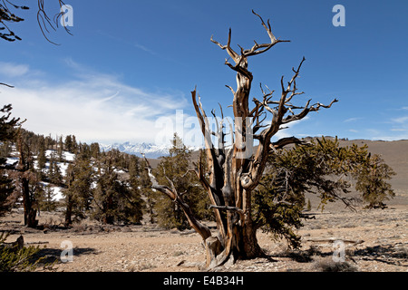 Los pinos bristlecone Pine Tree en el antiguo bosque de pinos bristlecone en la parte oriental de las Montañas Blancas de California.