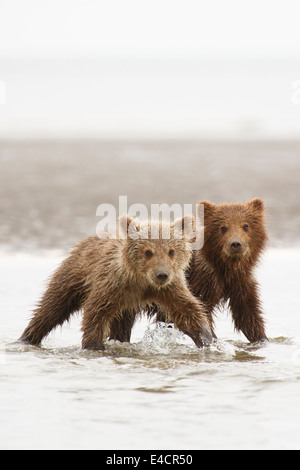 Brown o Grizzly Bear cubs, Lake Clark National Park, Alaska. Foto de stock