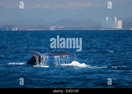 La cola de una ballena jorobada desaparece en el mar cerca de Mazatlán, Sinaloa, México.