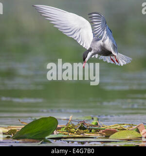 Whiskered Tern (Chlidonias hybrida) Volando a baja altura sobre una laguna pantanosa Foto de stock