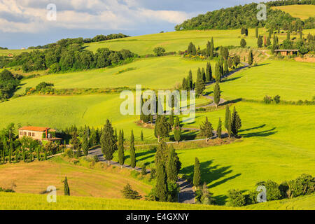 Sinuoso camino cerca de Monticchiello con el famoso ciprés en el corazón de la Toscana, Italia Foto de stock