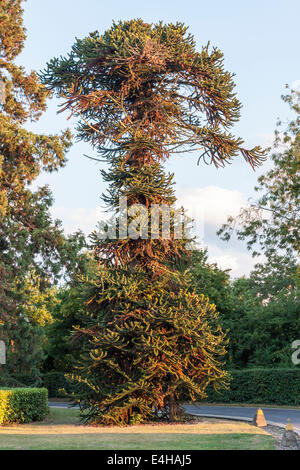 Monkey Puzzle Tree, Araucaria araucana, creciendo en Berkshire, Inglaterra, Reino Unido