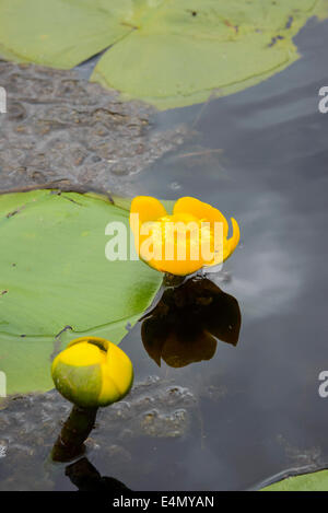 Lirio de Agua Amarilla, Nuphar lutea, Wildflower, lirio de agua nativa en Stroan Loch, Galloway Forest, Dumfries y Galloway, Escocia Foto de stock