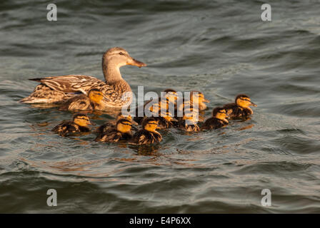 Pato gallina y sus trece patitos nadando en frente de ella
