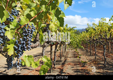 Una profundidad de campo limitada destaca el vino de uvas maduras, púrpura colgando de la vid en un viñedo en el valle de Napa, cerca de Calistoga Foto de stock