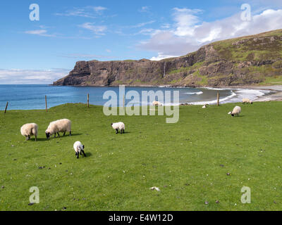 Scottish Blackface las ovejas y corderos de pastoreo en pasto verde por Talisker Bay, Isla de Skye, Escocia, Reino Unido