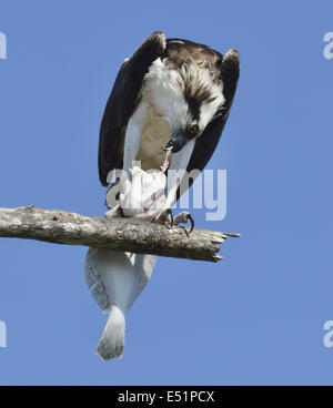 Osprey alimentarse de peces Foto de stock