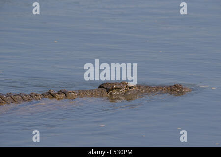 Cerca de nadar el cocodrilo del Nilo (Crocodylus niloticus)