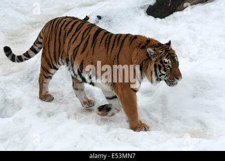 Tigre siberiano caminando en el día de invierno nublado Foto de stock