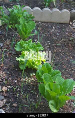 Diferentes lechugas crecer junto a las cebollas en un compañero de jardín Foto de stock