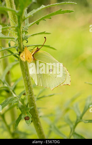 Brimstone Butterfly Gonepteryx rhamni recién surgido de crisálida sobre hierba cana en la planta jardín Foto de stock
