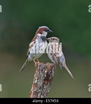 Casa macho y hembra Sparrows-Passer domesticus encaramado sobre un tocón de árbol. En el verano. En el Reino Unido.