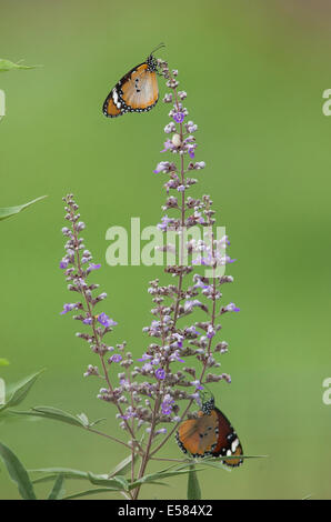 Plain Tigre (Danaus chrysippus) AKA africano en una flor de mariposa monarca rodada en Israel, Octubre Foto de stock